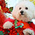 The Pet Masquerade and Parade 2002 photo - Duval Street, Key West